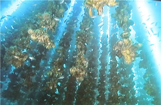 広島湾のカキ養殖イカダが浮かぶ海域